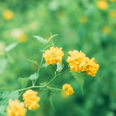 数码宝贝tri果盘版下载